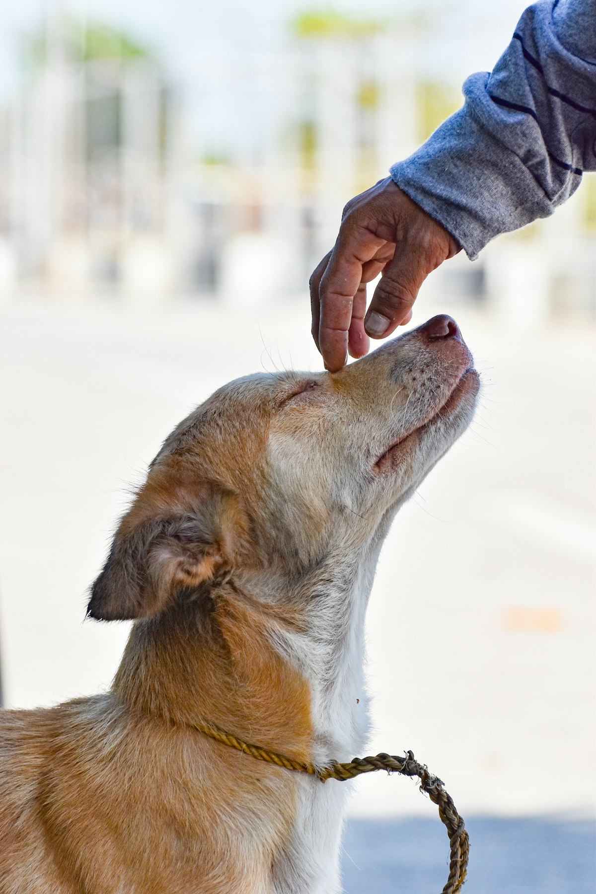 Person gently petting a dog on the nose