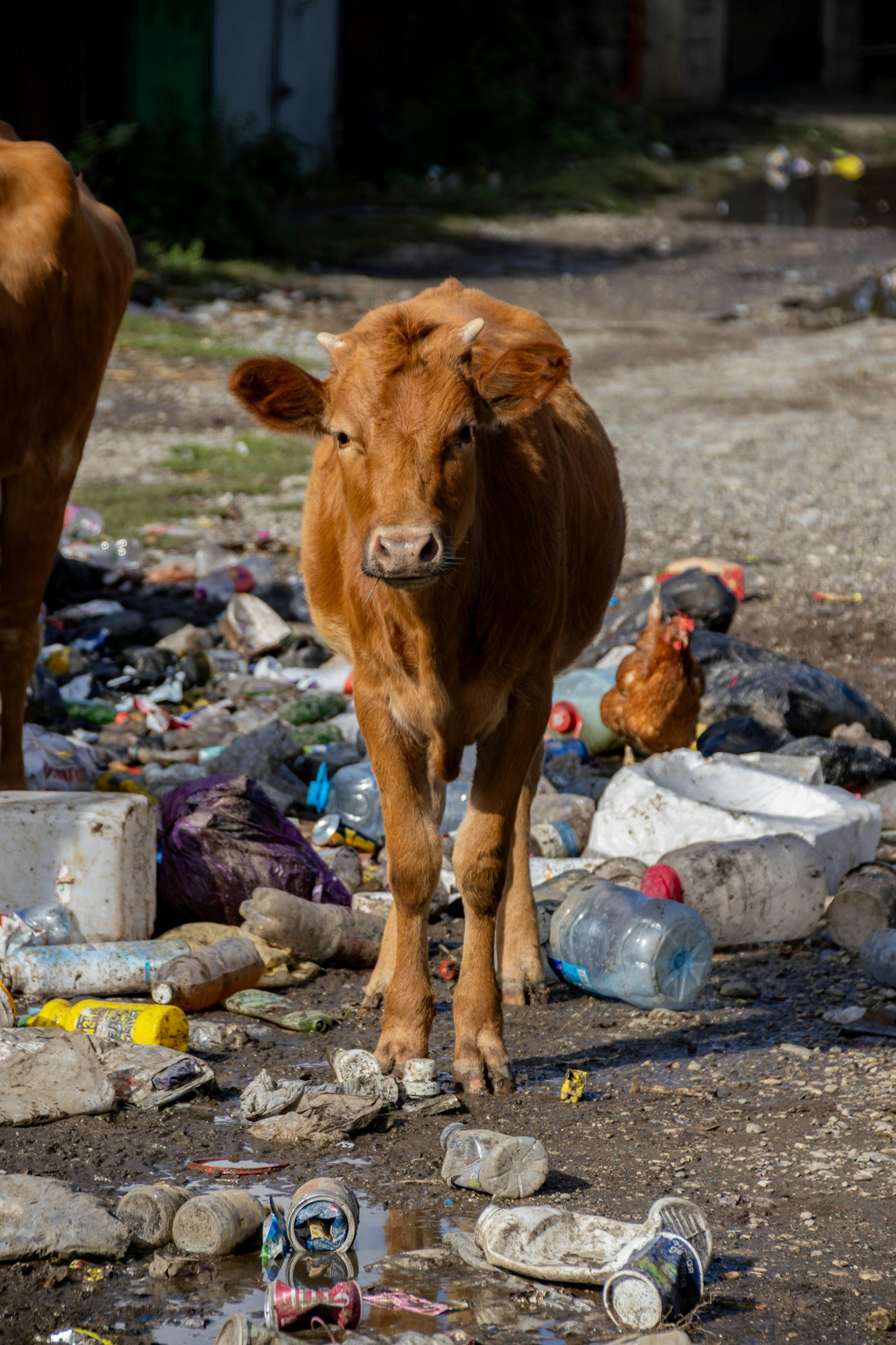Young cow standing among garbage and debris
