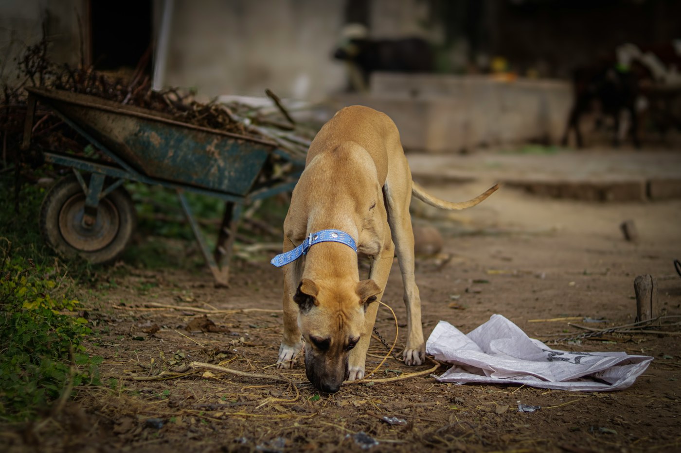 Stray dog searching for food – animal welfare